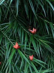 Freycinetia cumingiana