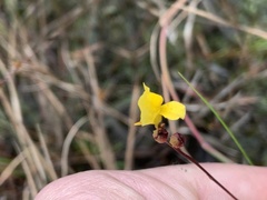 Utricularia juncea