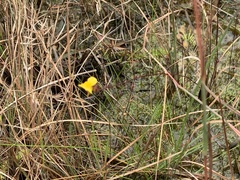 Utricularia juncea