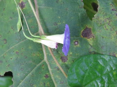 Ipomoea aristolochiifolia