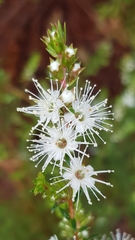 Kunzea ambigua