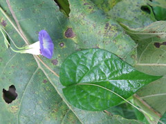 Ipomoea aristolochiifolia