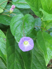 Ipomoea aristolochiifolia