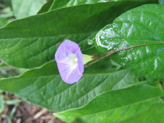 Ipomoea aristolochiifolia