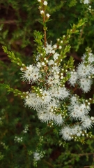 Kunzea ambigua