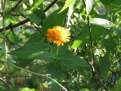 Lasianthaea macrocephala