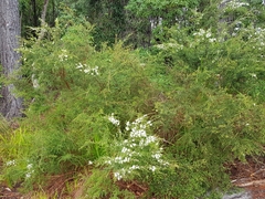 Kunzea ambigua