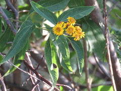 Otopappus tequilanus