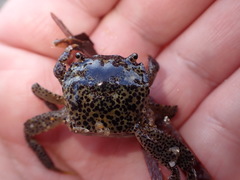 Paragrapsus gaimardii