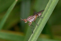 Dichetophora