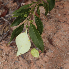 Coelospermum decipiens