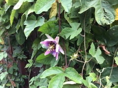 Passiflora alata × caerulea