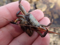 Paragrapsus gaimardii