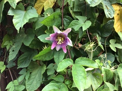Passiflora alata × caerulea
