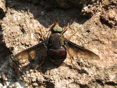 Pangoniinae