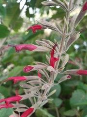 Salvia longistyla