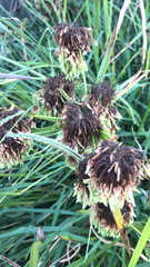 Cyperus ustulatus