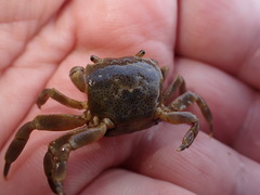 Paragrapsus quadridentatus