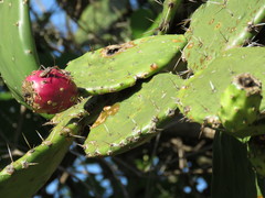 Opuntia jaliscana