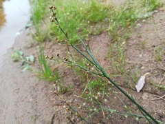 Juncus articulatus