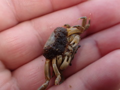 Paragrapsus quadridentatus