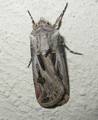 Agrotis spinifera