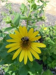 Silphium glutinosum