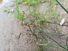 Juncus articulatus