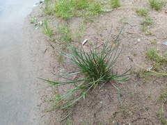 Juncus articulatus