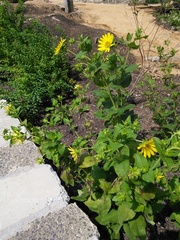 Silphium glutinosum
