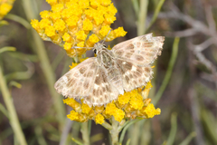 Muschampia baeticus