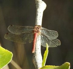Sympetrum pallipes
