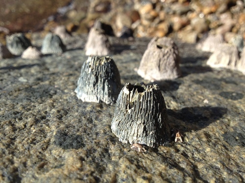 Tetraclita japonica (Pilsbry, 1916)