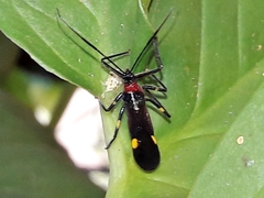 Graptocleptes bicolor