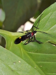 Graptocleptes bicolor