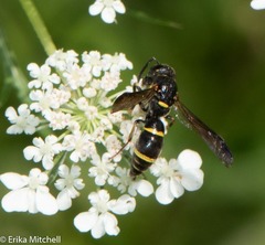 Parancistrocerus pensylvanicus