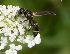 Parancistrocerus pensylvanicus