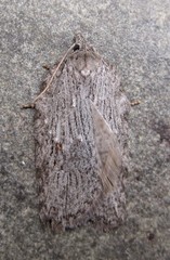 Acleris maximana