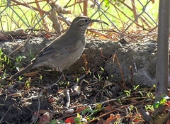 Upucerthia dumetaria