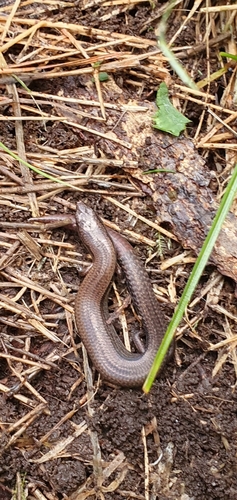 Highlands Forest-skink, Anepischetosia maccoyi