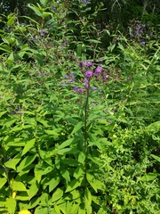 Vernonia glauca