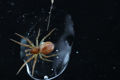 Araneus pratensis