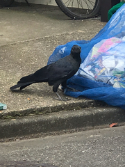 Corvus macrorhynchos