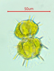 Xanthidium cristatum