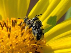 Protandrena porterae