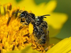 Protandrena porterae