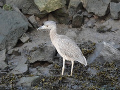 Nyctanassa violacea