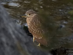Nycticorax nycticorax