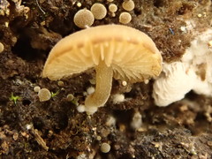 Simocybe haustellaris