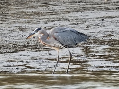 Ardea herodias
